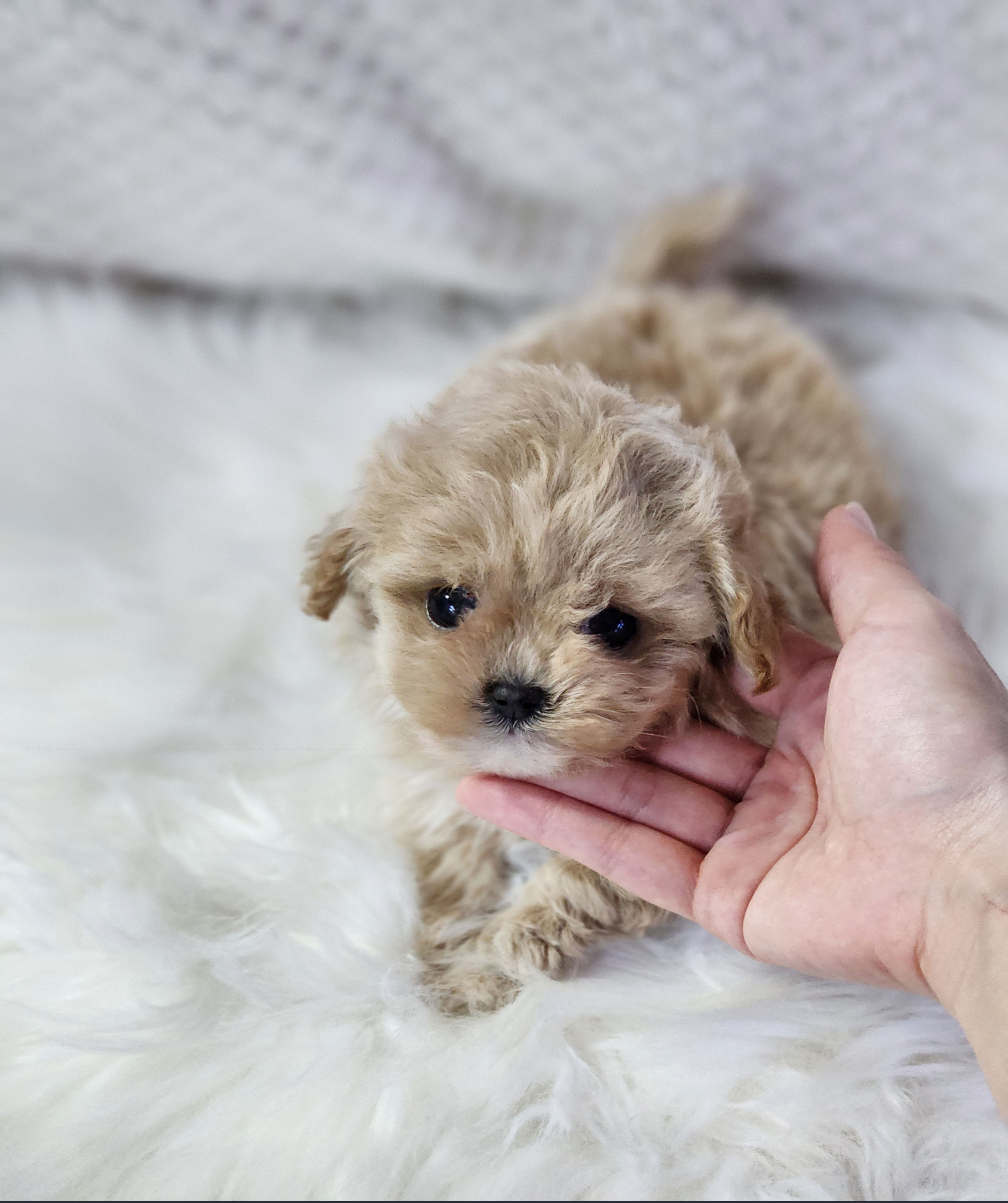 말티푸 분양합니다